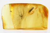 Detailed Fossil Flower Beetle (Rhadalidae) in Baltic Amber #352700-1